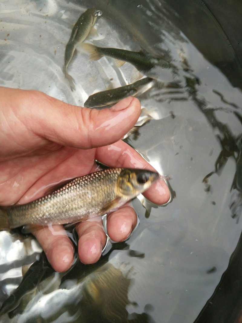 青鱼苗（田螺青，黑鲩，乌鲩）基地直供，货量充足