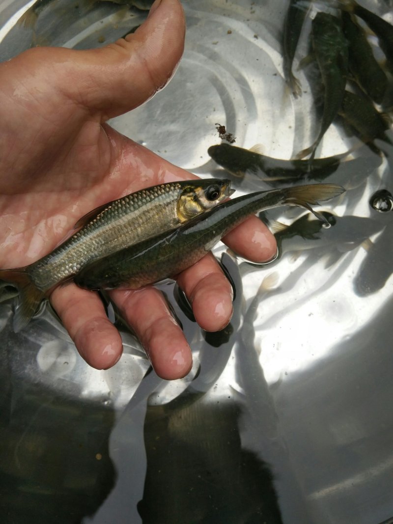 青鱼苗（田螺青，黑鲩，乌鲩）基地直供，货量充足