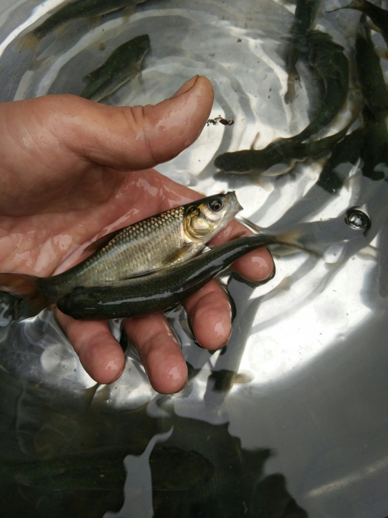青鱼苗（田螺青，黑鲩，乌鲩）基地直供，货量充足