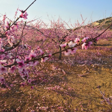 出租山地，可种植，养殖，搞农家乐，