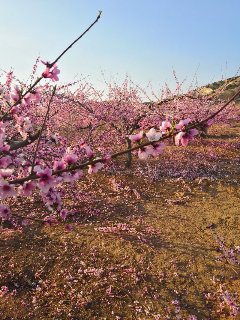 出租山地，可种植，养殖，搞农家乐，