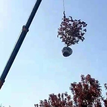 中华太阳李树