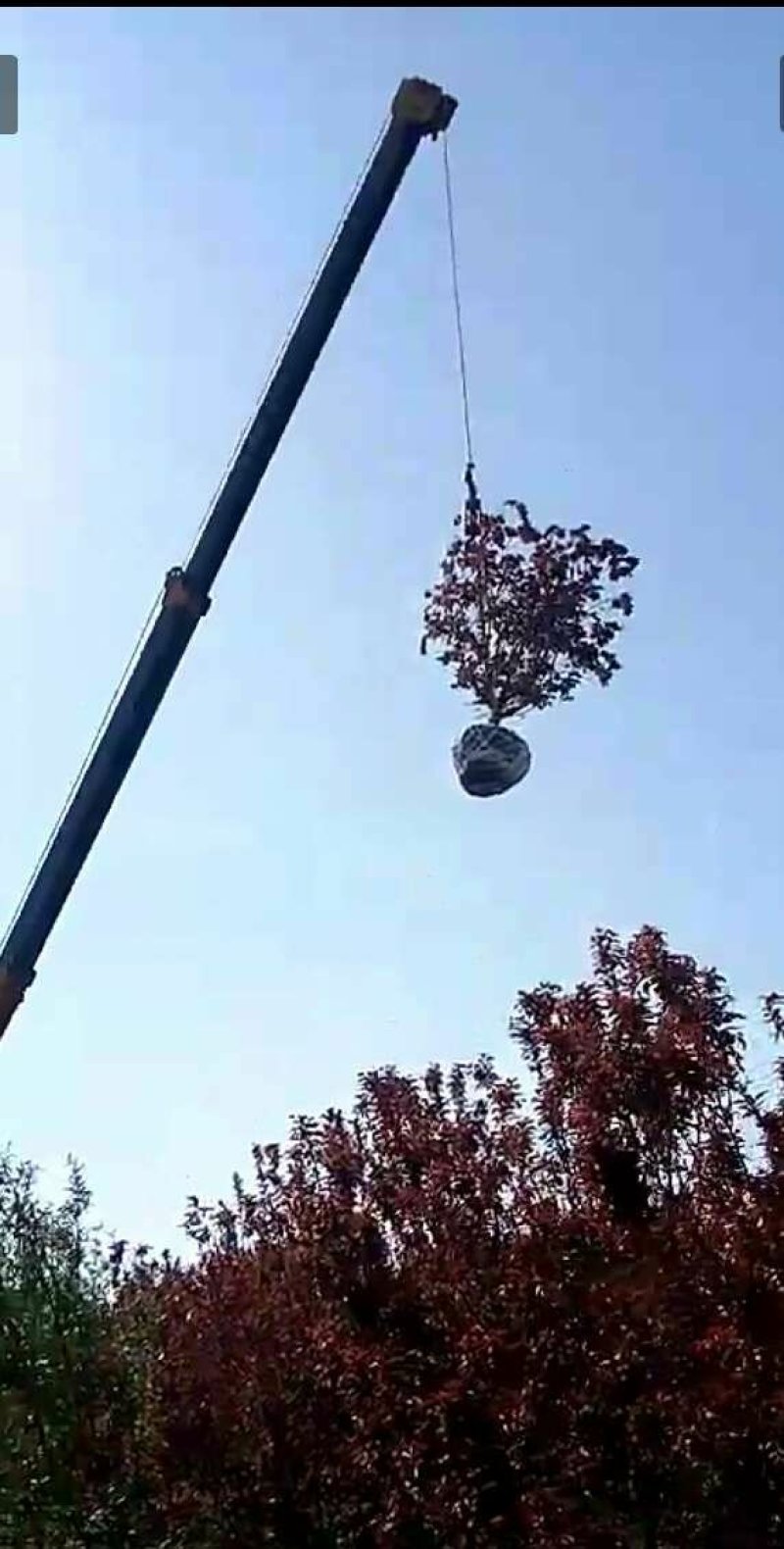 中华太阳李树