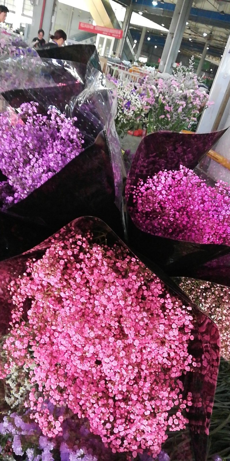勿忘我，情人草