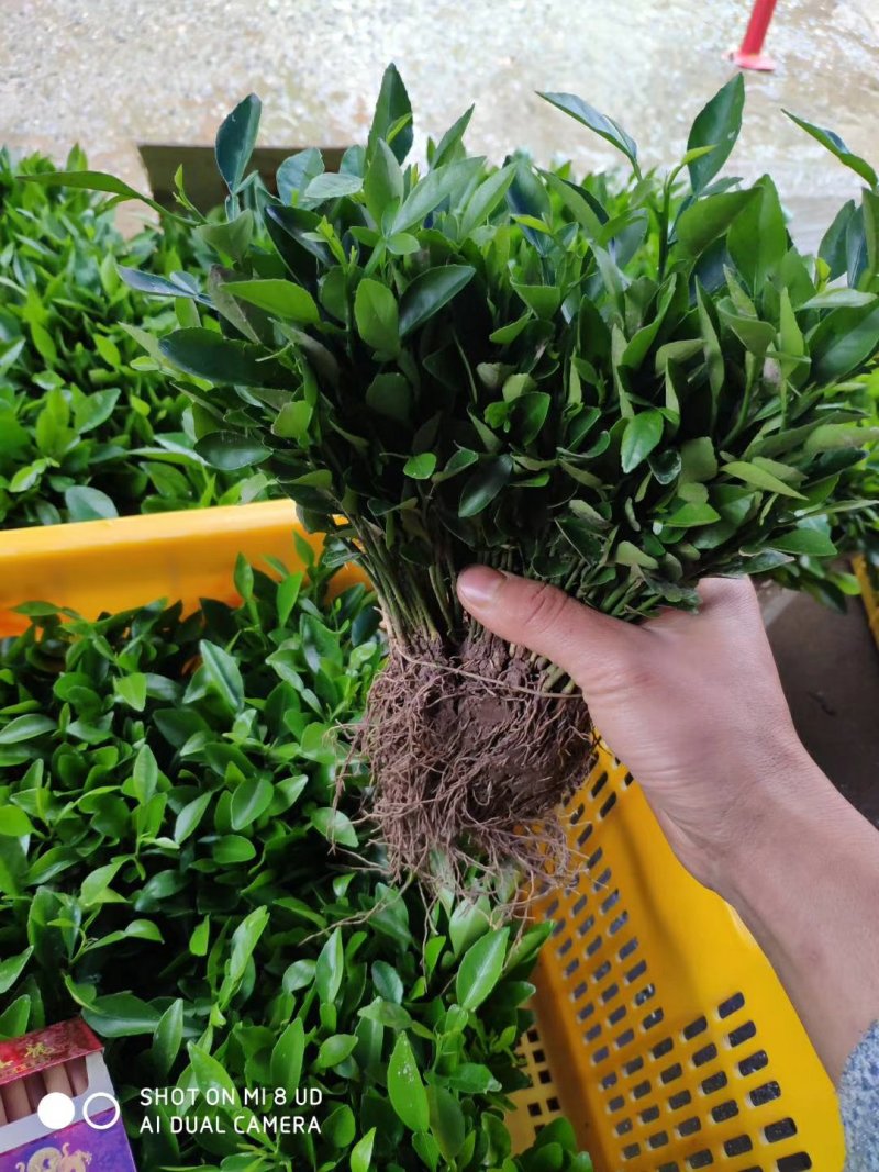 积壳苗积壳苗芽苗枸橘苗积壳苗小苗