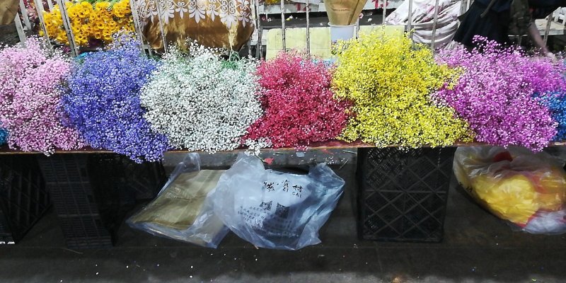 勿忘我，情人草