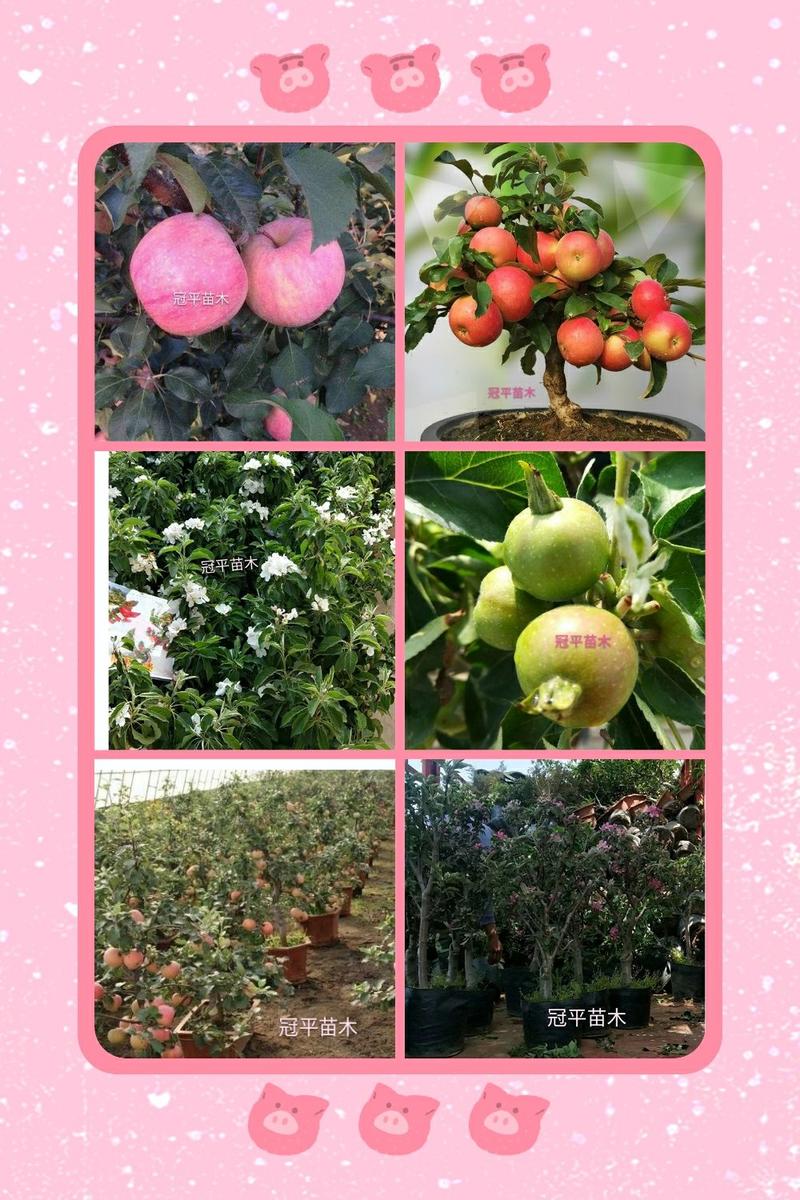 苹果盆栽红肉苹果盆景苹果树盆景室内外南北种植当年结果