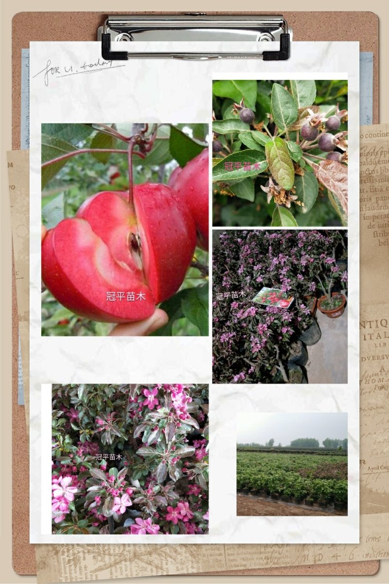 苹果盆栽红肉苹果盆景苹果树盆景室内外南北种植当年结果