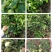 苹果盆栽红肉苹果盆景苹果树盆景室内外南北种植当年结果