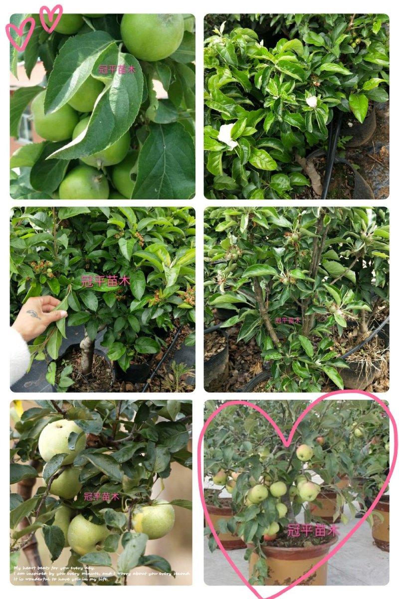 苹果盆栽红肉苹果盆景苹果树盆景室内外南北种植当年结果