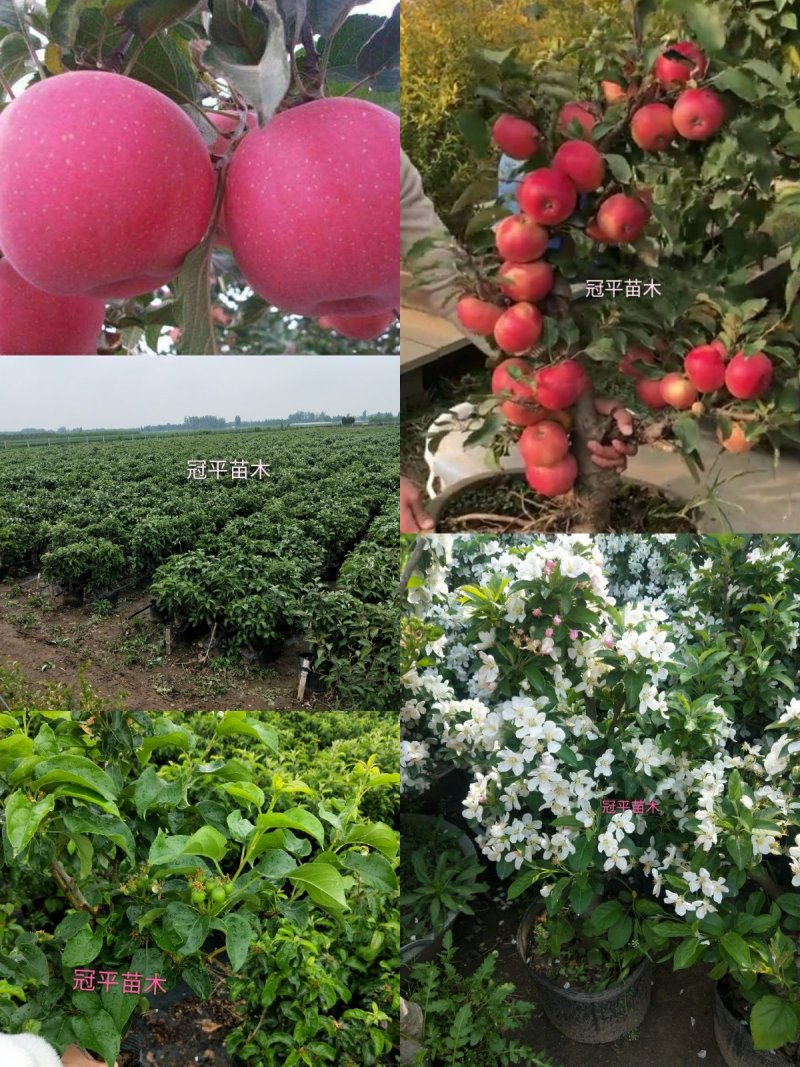 苹果盆栽红肉苹果盆景苹果树盆景室内外南北种植当年结果