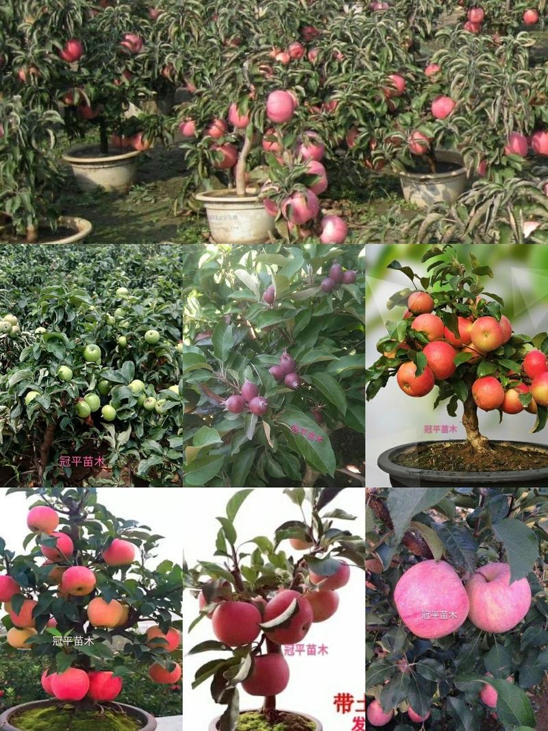 苹果盆栽红肉苹果盆景苹果树盆景室内外南北种植当年结果