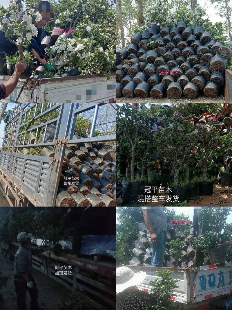 苹果盆栽红肉苹果盆景苹果树盆景室内外南北种植当年结果