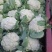 青梗散花，菜花，有机散花，实花产地直发欢迎随时看货
