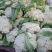 青梗散花，菜花，有机散花，实花产地直发欢迎随时看货