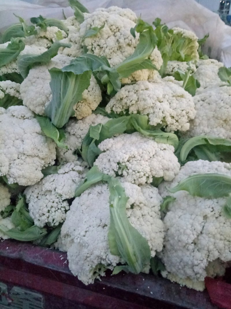 青梗散花，菜花，有机散花，实花产地直发欢迎随时看货