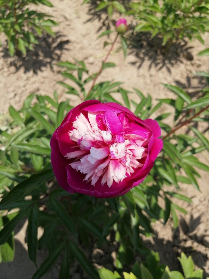 千层芍药