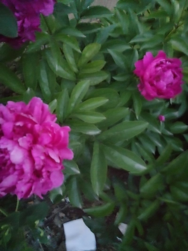 千层芍药