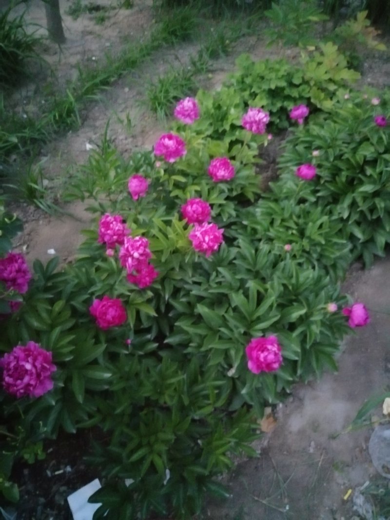 千层芍药