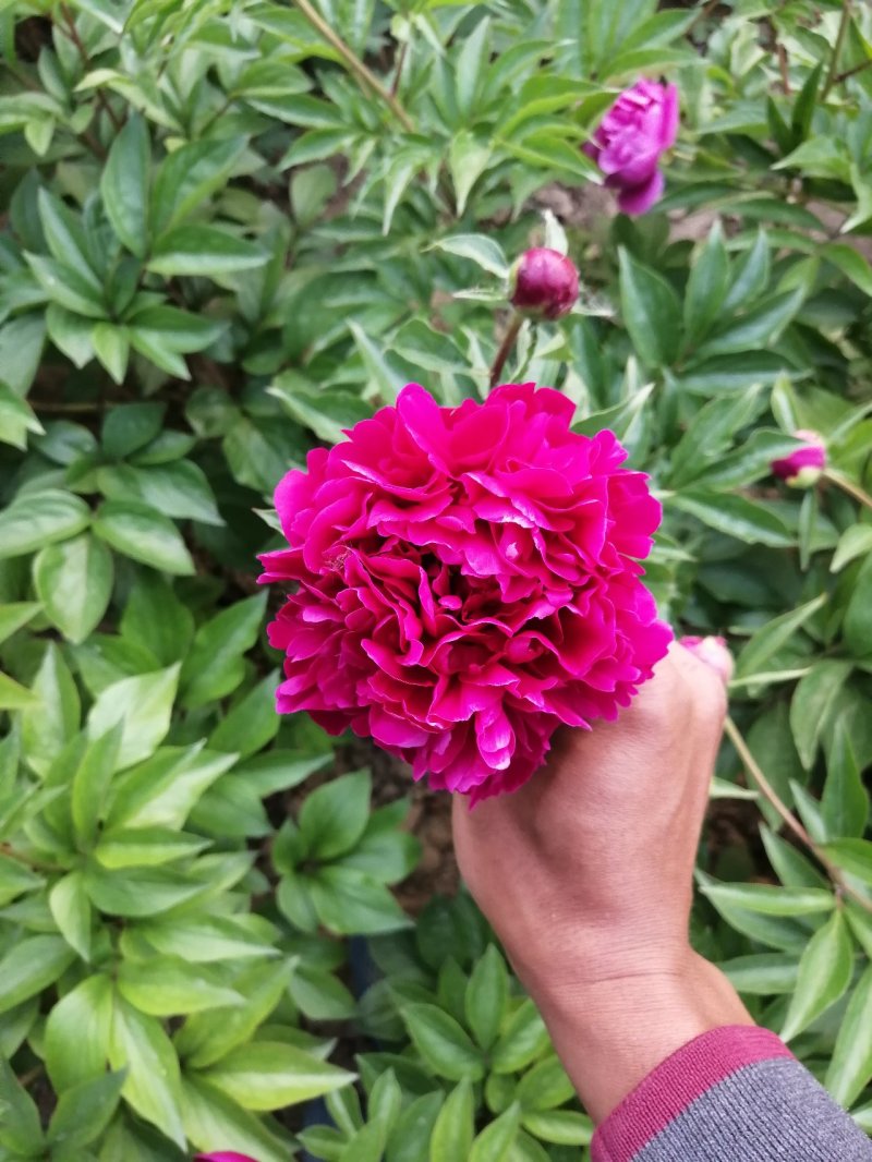 千层芍药