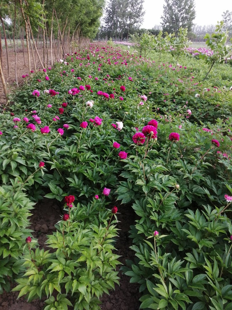千层芍药