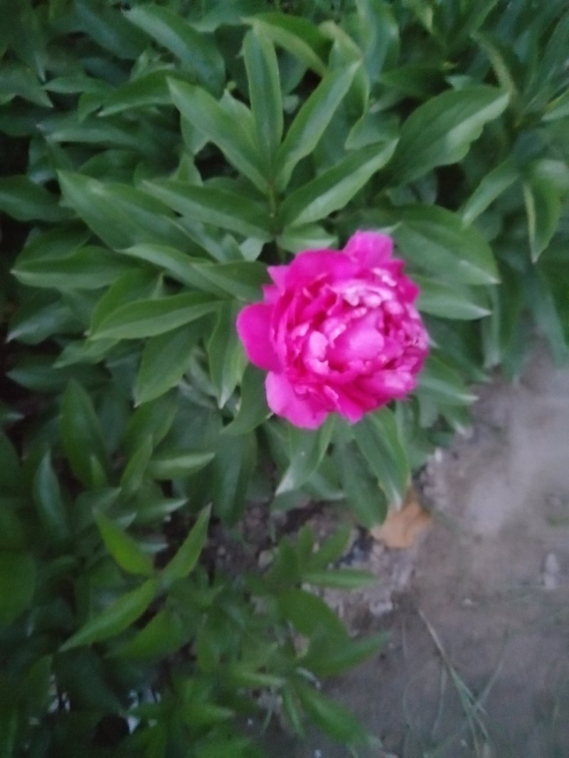 千层芍药