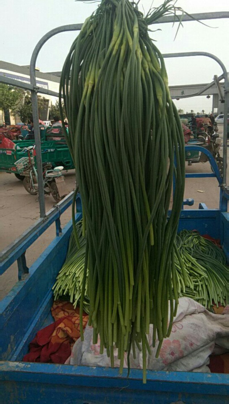精品蒜苔常年供货保证质量新鲜蒜薹产地直发