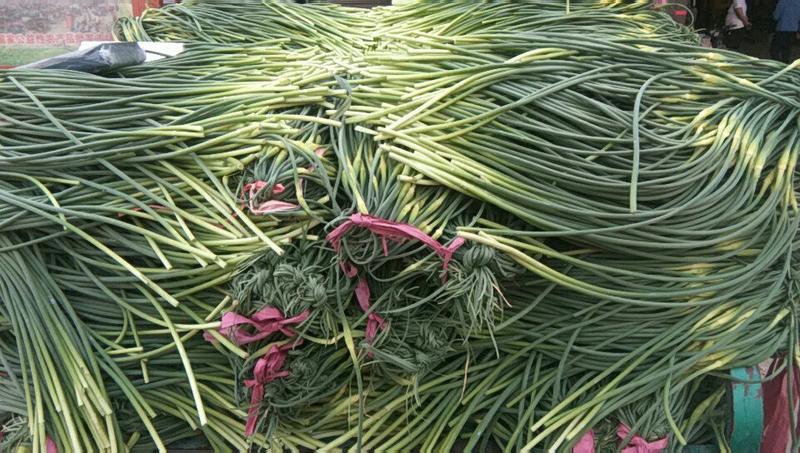 精品蒜苔常年供货保证质量新鲜蒜薹产地直发