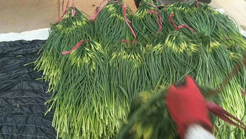 精品蒜苔常年供货保证质量新鲜蒜薹产地直发