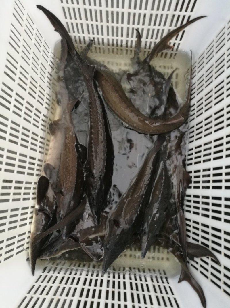 鲟龙鱼