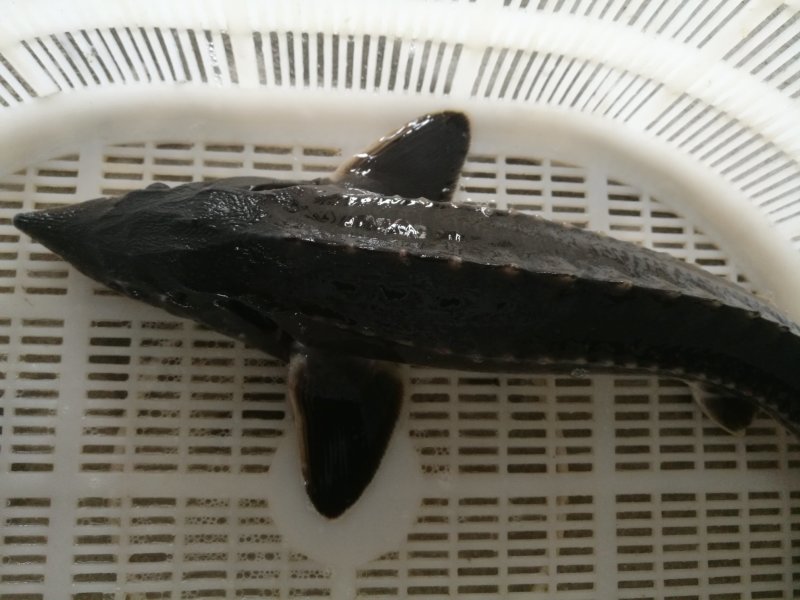 鲟龙鱼