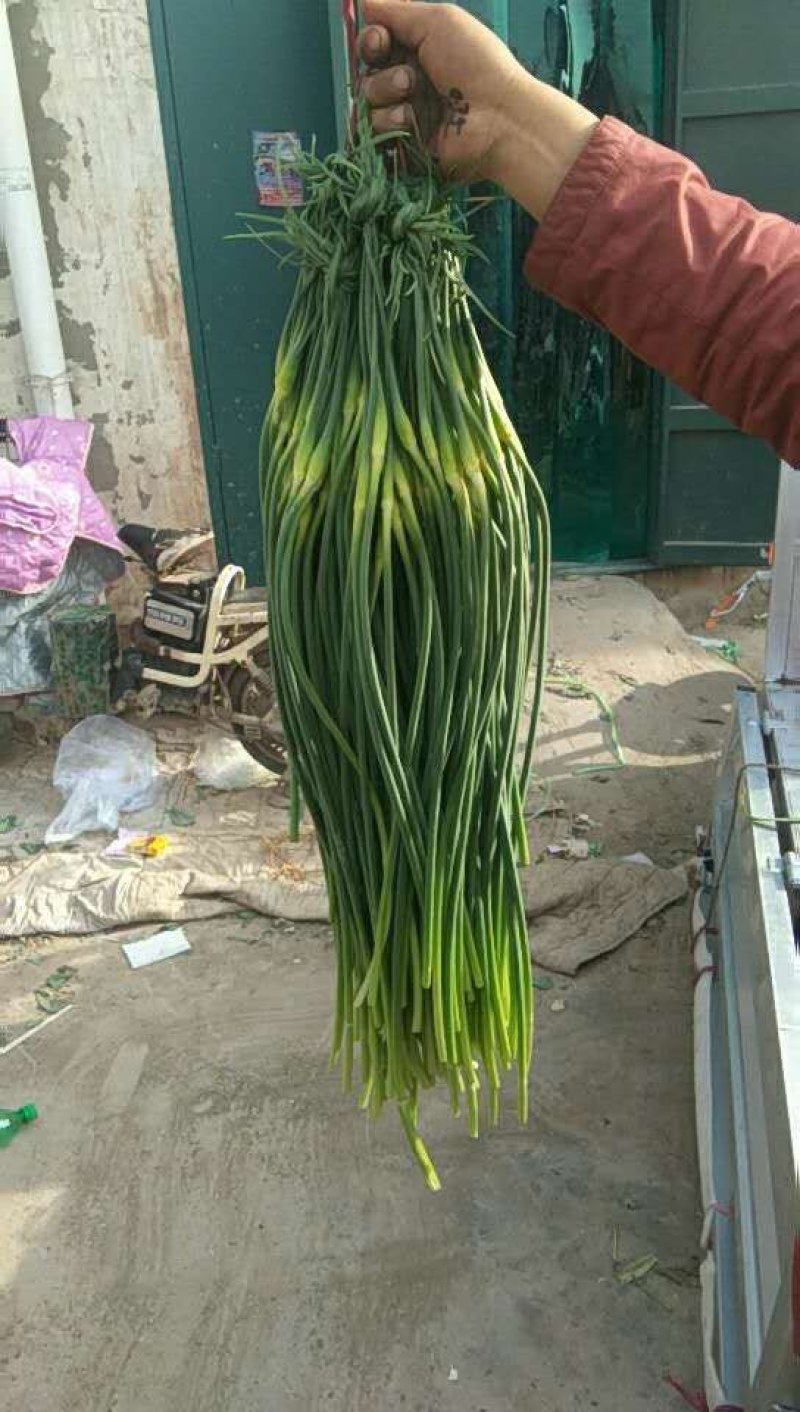 【荐】蒜薹河北蒜薹精品蒜薹价格亲民品质保障产地货源热卖中