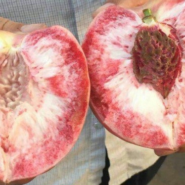 预售七月份红不软