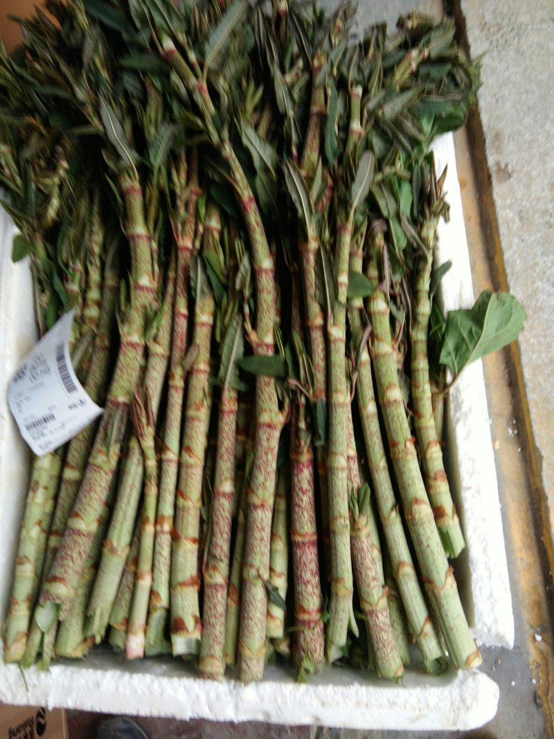 黄芽杆虎杖杆