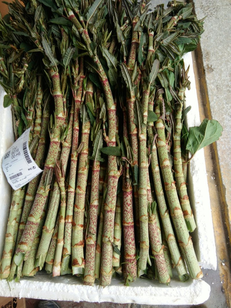黄芽杆虎杖杆