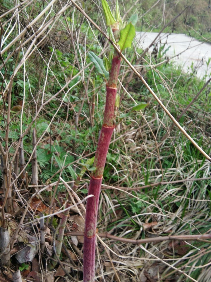 黄芽杆虎杖杆