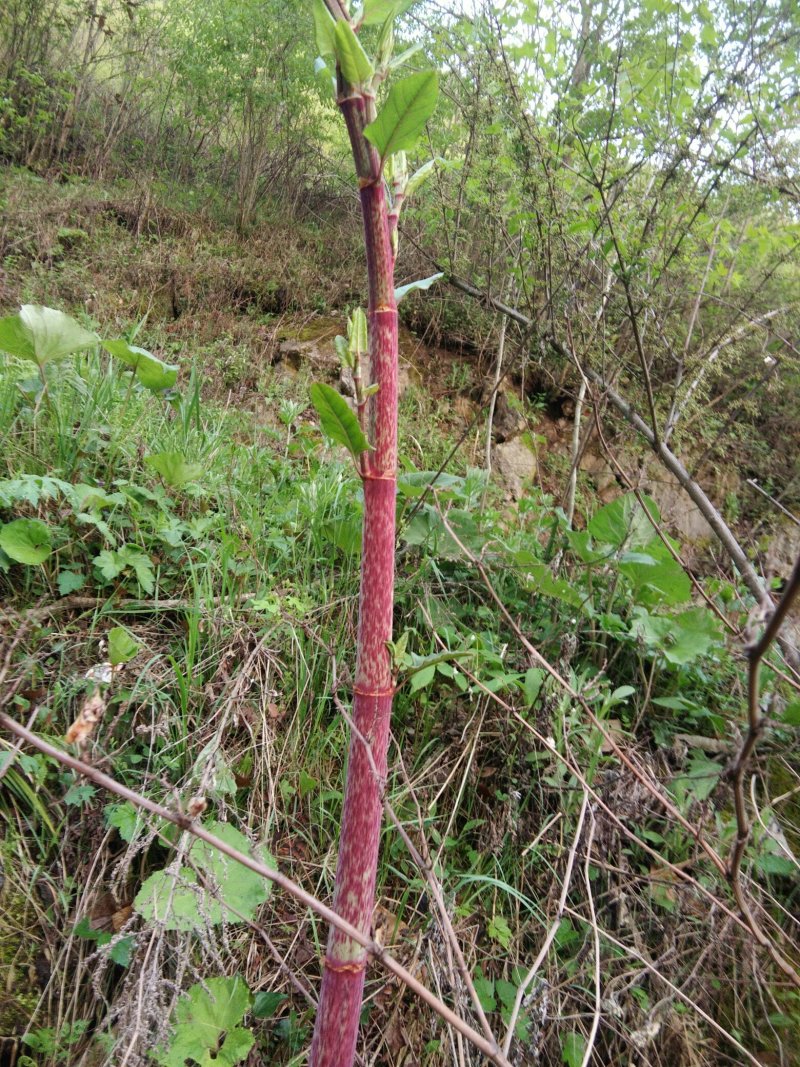 黄芽杆虎杖杆