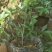 花椒苗九叶青花椒苗品种正宗2年可结果提供种植技