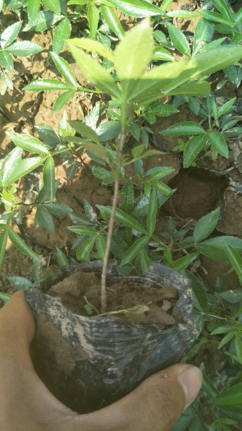 花椒苗九叶青花椒苗品种正宗2年可结果提供种植技