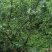 花椒苗九叶青花椒苗品种正宗2年可结果提供种植技