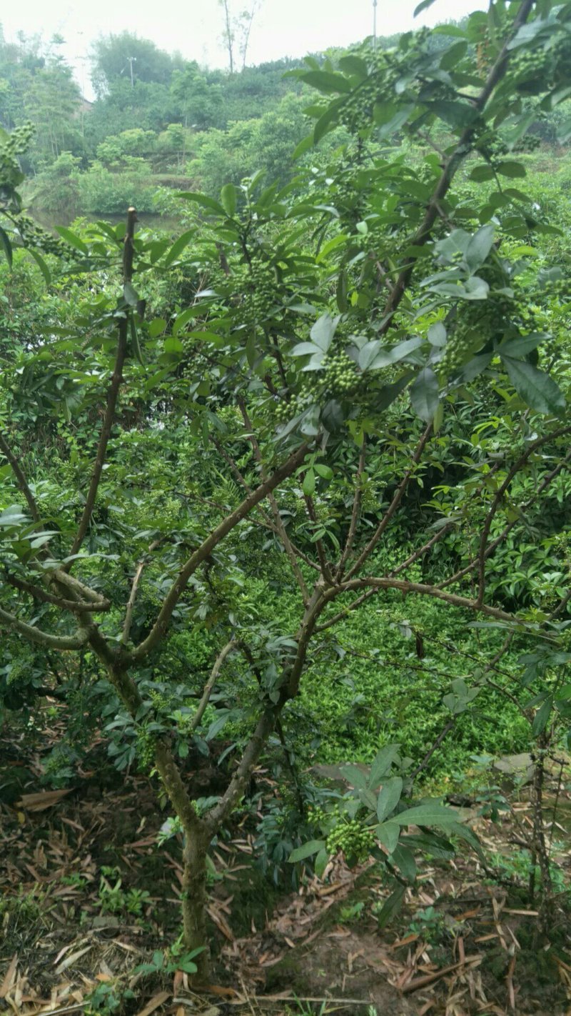 花椒苗九叶青花椒苗品种正宗2年可结果提供种植技