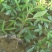 花椒苗九叶青花椒苗品种正宗2年可结果提供种植技