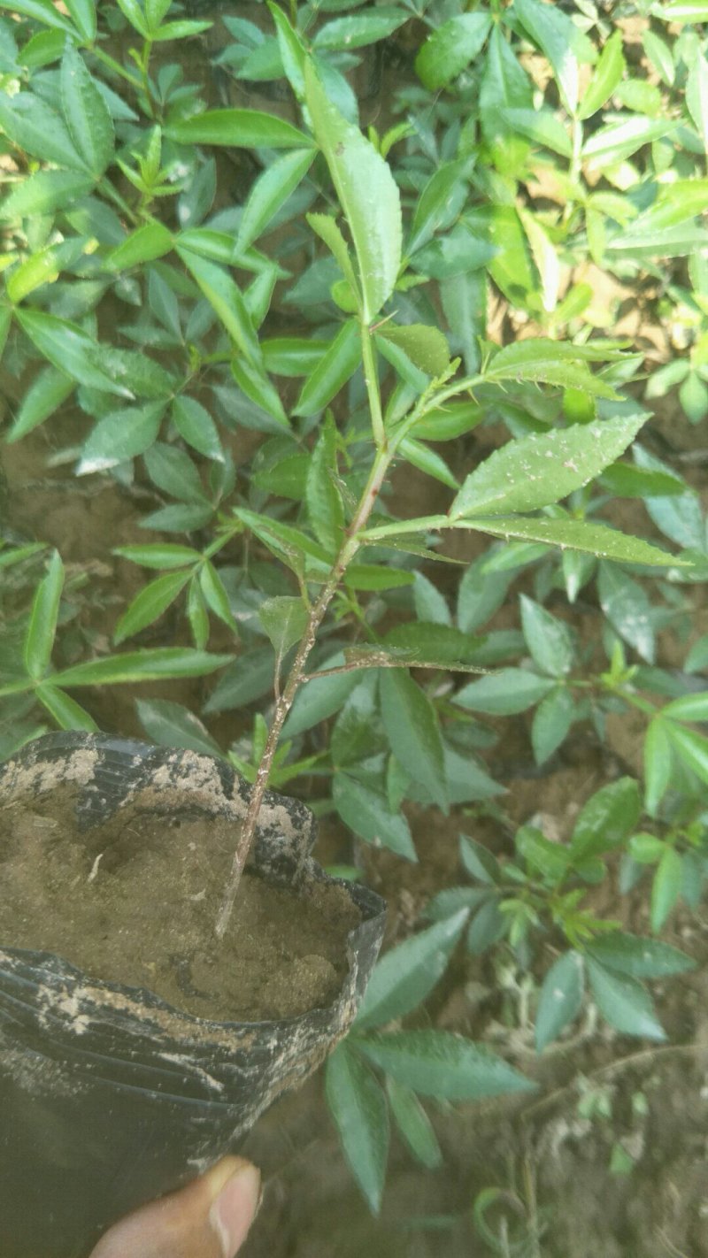花椒苗九叶青花椒苗品种正宗2年可结果提供种植技