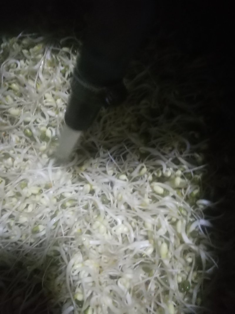 豆好香瓦罐豆芽，绿色健康，***豆芽。瓦罐豆芽自然生长。