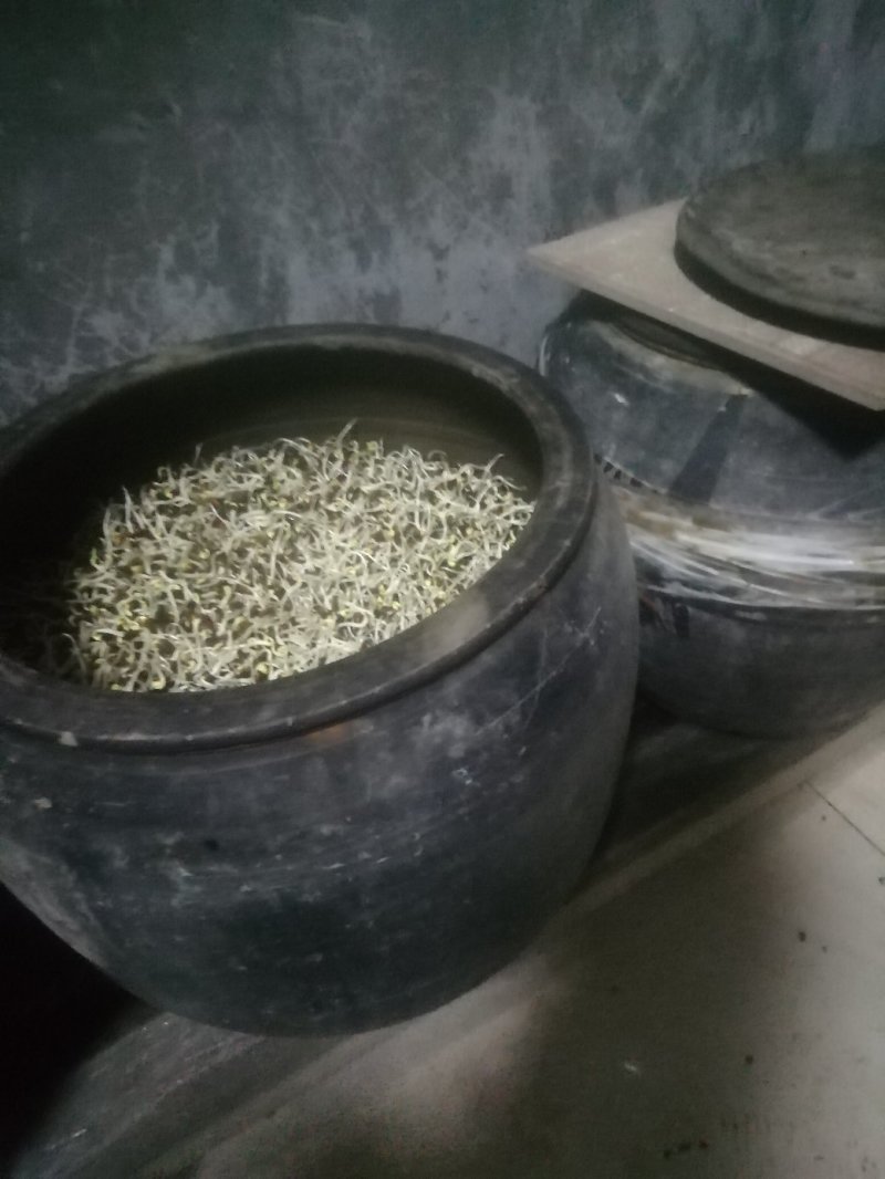 豆好香瓦罐豆芽，绿色健康，***豆芽。瓦罐豆芽自然生长。
