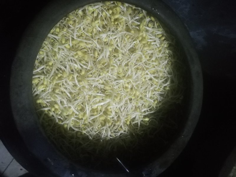 豆好香瓦罐豆芽，绿色健康，***豆芽。瓦罐豆芽自然生长。
