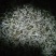 豆好香瓦罐豆芽，绿色健康，***豆芽。瓦罐豆芽自然生长。