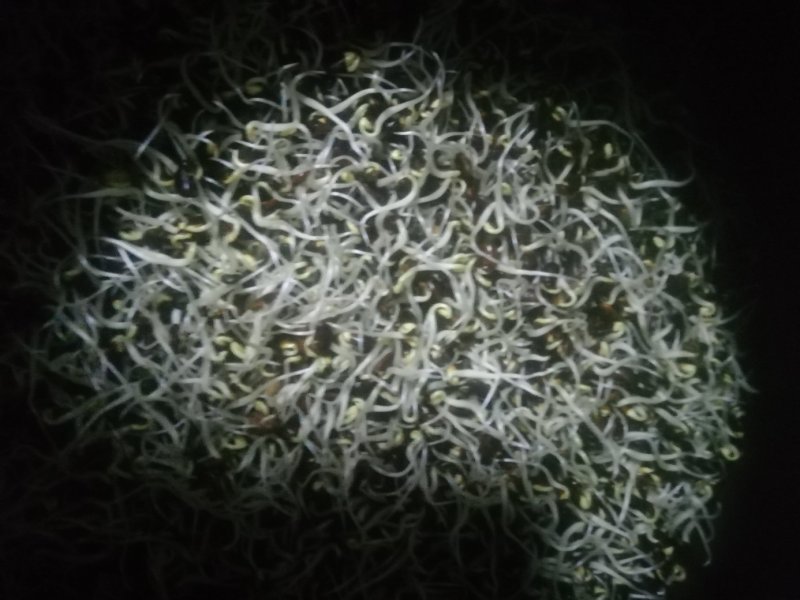 豆好香瓦罐豆芽，绿色健康，***豆芽。瓦罐豆芽自然生长。