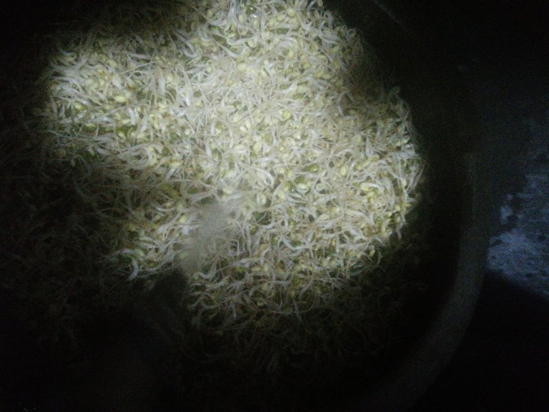 豆好香瓦罐豆芽，绿色健康，***豆芽。瓦罐豆芽自然生长。