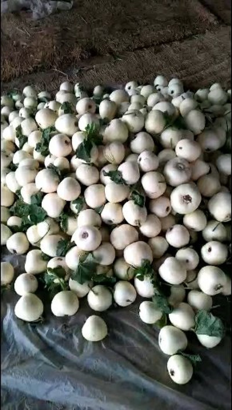 博洋，羊角蜜，绿宝石，花金刚，白瓜，等各种甜瓜大量上市